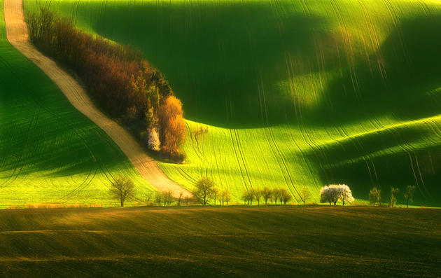 Moravian Fields Green Krzysztof Browko