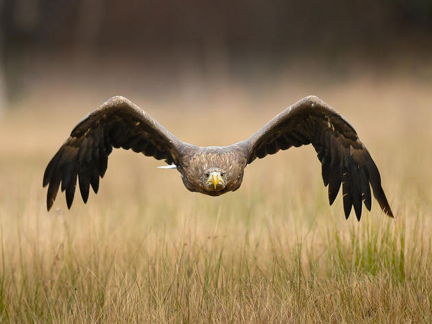 Eagle flying low