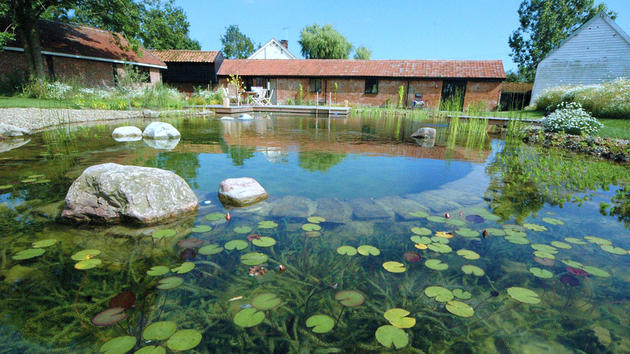 Beautiful vegetation growing inside of the pool