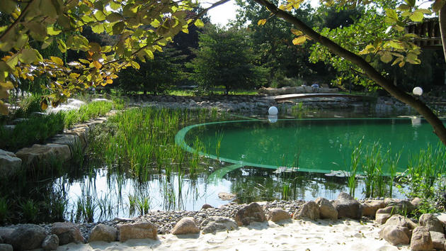 Beautiful treed natural pool