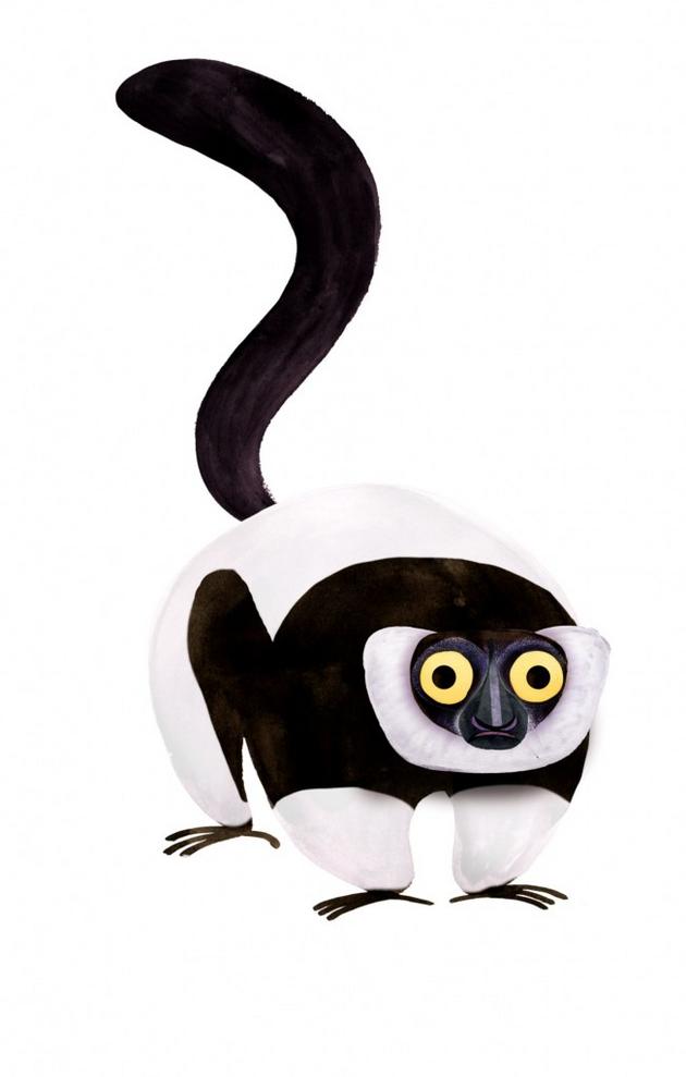 black and white ruffed lemur