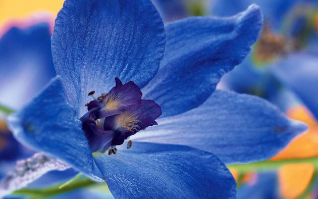 Blue Flower Macro HD Wallpaper