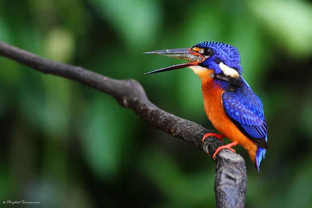 Blue Kingfisher Hunting for fish in a stream