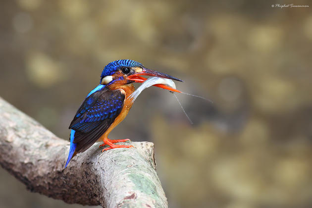 Blue Kingfisher Hunting for fish in a stream