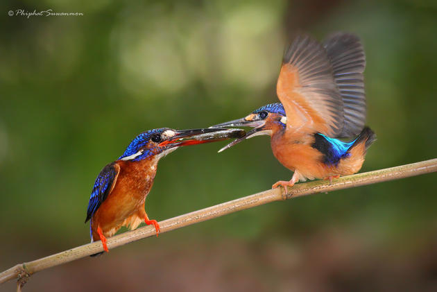 Blue Kingfisher Hunting for fish in a stream