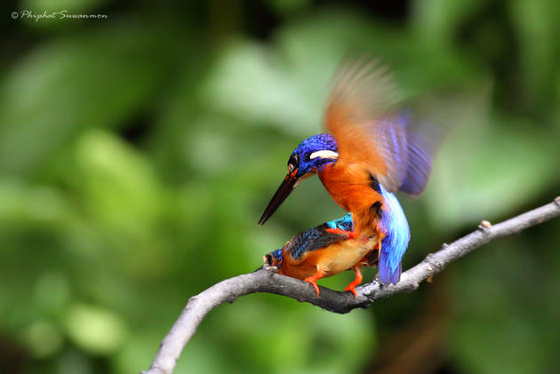 Blue Kingfisher Hunting for fish in a stream