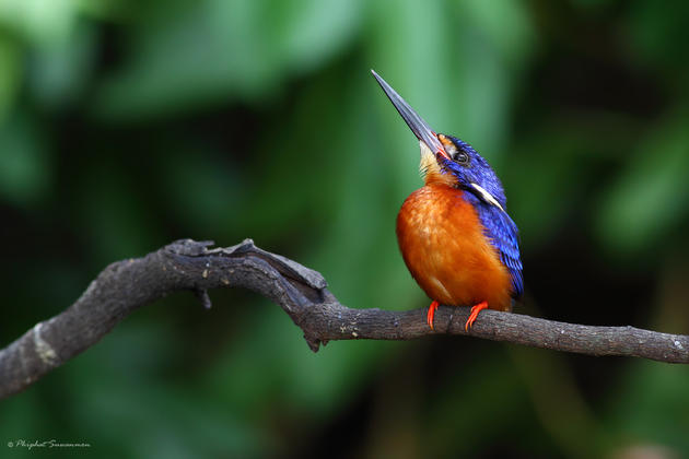 Blue Kingfisher Hunting for fish in a stream