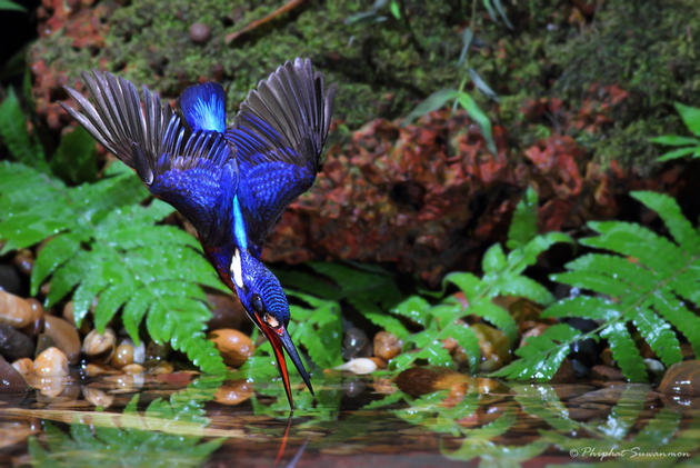 Blue Kingfisher Hunting for fish in a stream