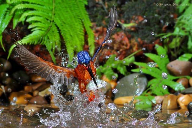 Blue Kingfisher Hunting for fish in a stream