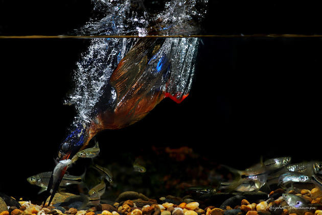 Blue Kingfisher Hunting for fish in a stream