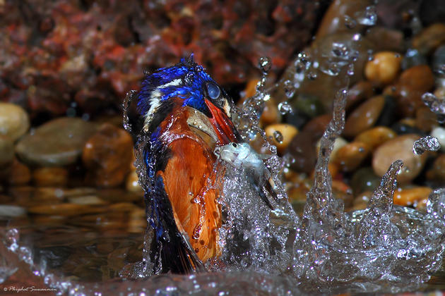 Blue Kingfisher Hunting for fish in a stream