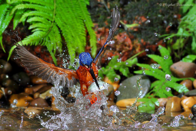 Blue Kingfisher Hunting for fish in a stream