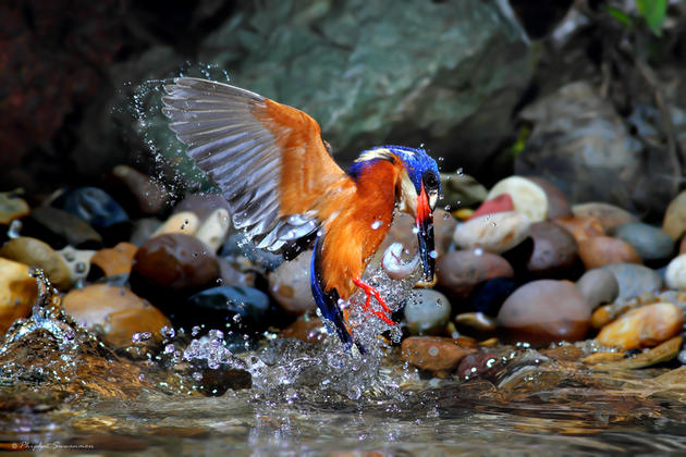 Blue Kingfisher Hunting for fish in a stream