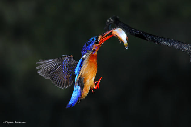 Blue Kingfisher Hunting for fish in a stream