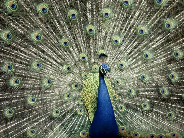 Blue Peacock Australia Anne Keiser