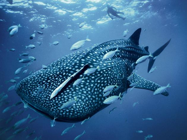 Blue Whaleshark Brian Skerry