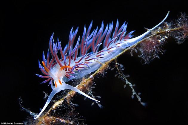 Ghostly nudibranch