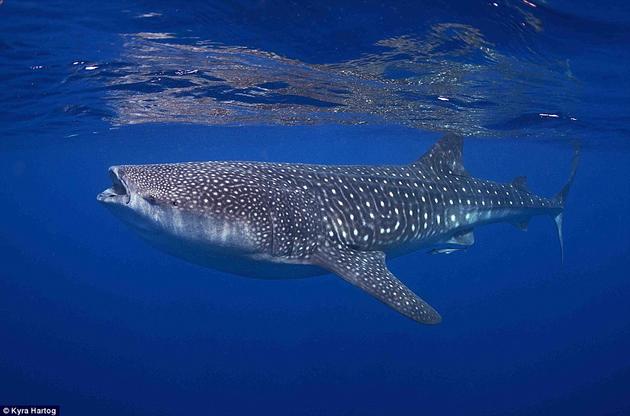 Whale Shark Mexico