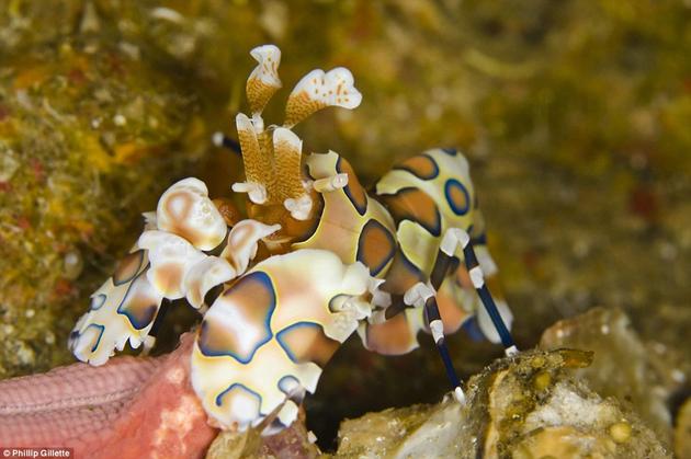 Spotted Harlequin Shrimp