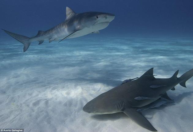 Lemon Shark Tiger Sharks swimming