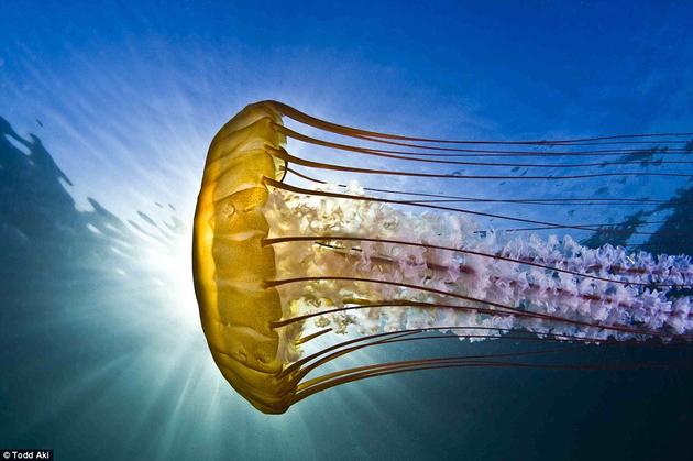 Nettle Jellyfish