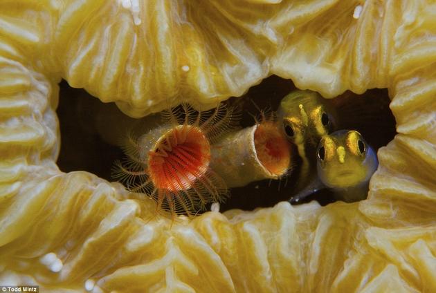 Yellownose Gobies