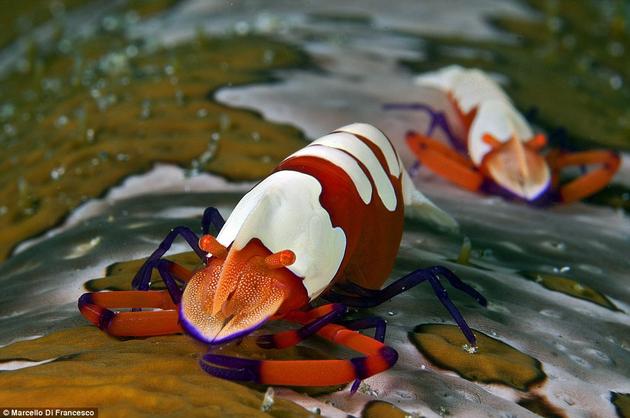 Emperor Shrimp Indonesia