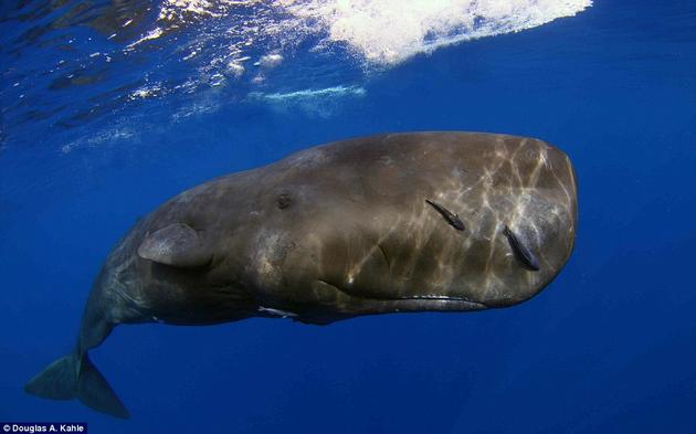 Juvenile Sperm Whale