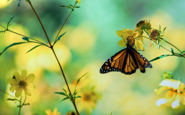 Macro HD Wallpaper butterfly nature