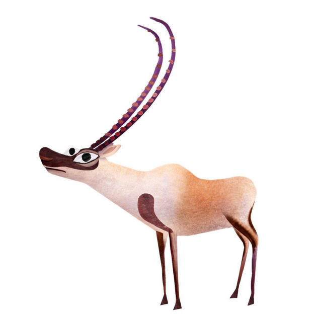 tibetan antelope