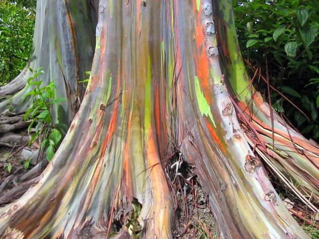 New Guinea Colourful Tree