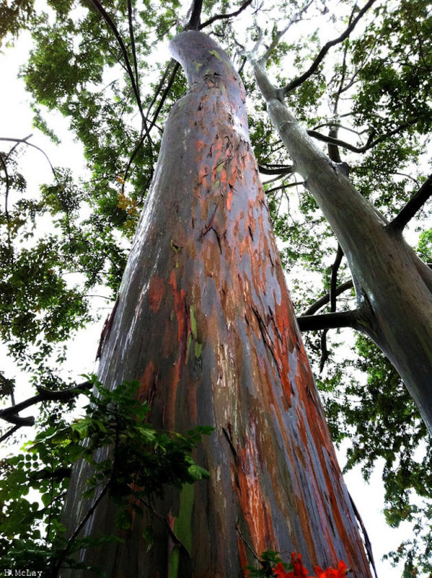 New Guinea Vegetation tall tree