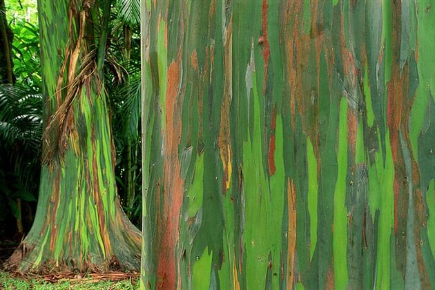 New Guinea bright green and orange bark