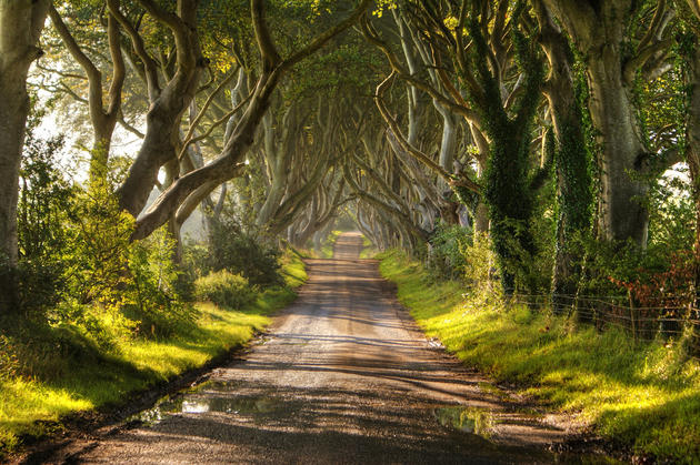 Dark Hedges Alley in Ireland Summer