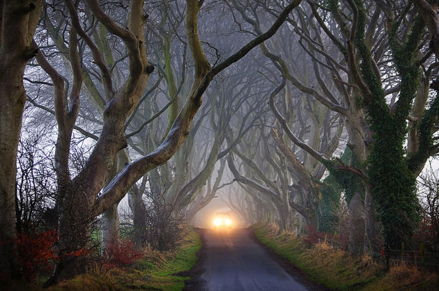 Dark Hedges Alley in Ireland Foggy