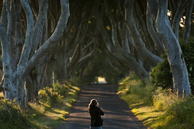 Dark Hedges Alley in Ireland Spring