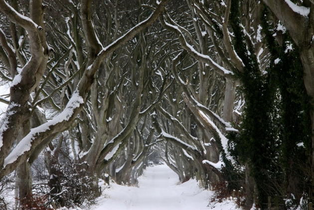 Dark Hedges Alley in Ireland Winter