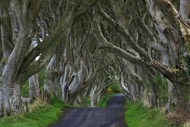 Dark Hedges Alley in Ireland Summer