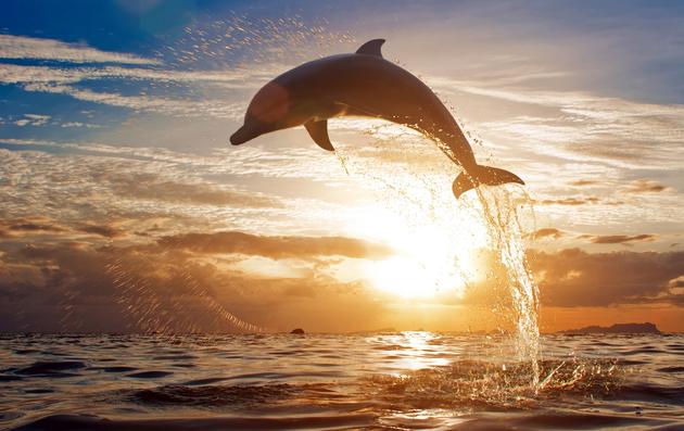 Dolphin in Florida Air Time Wallpaper