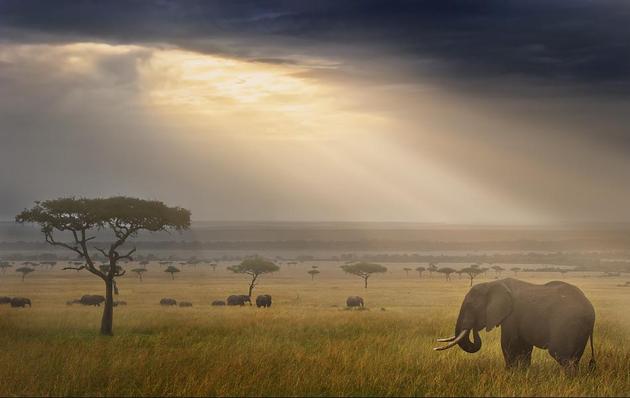 Elephant East Africa Landscape