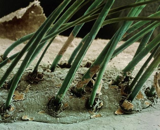 Human eyelash hair