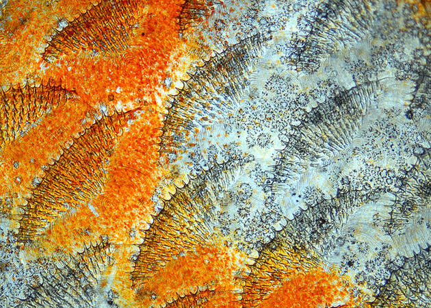 Scales of Discus fish (20x)