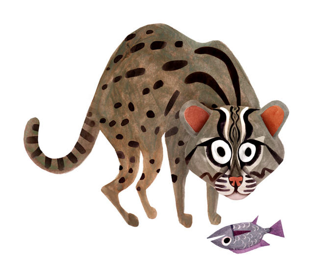 fishing cat