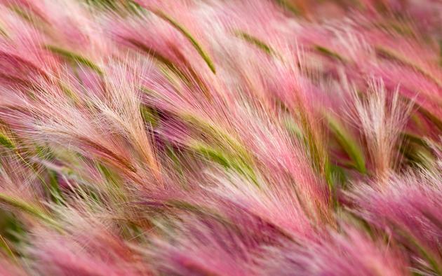 foxtail barley hd wallpaper