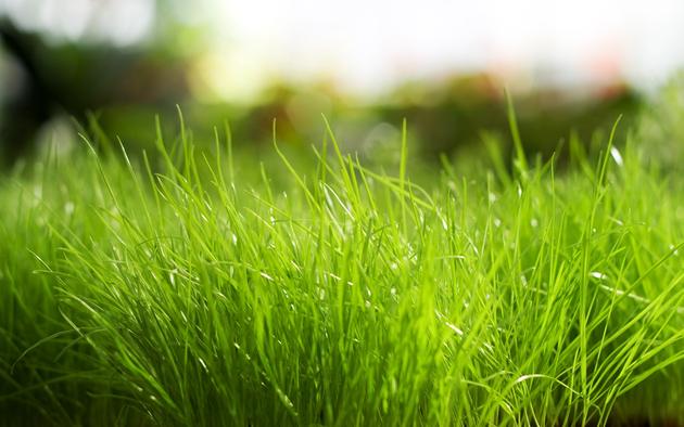 Fresh Grass HD Wallpaper