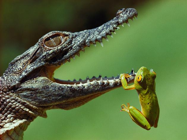 Frog Mouth Crocodile South Africa Jonathan Blair