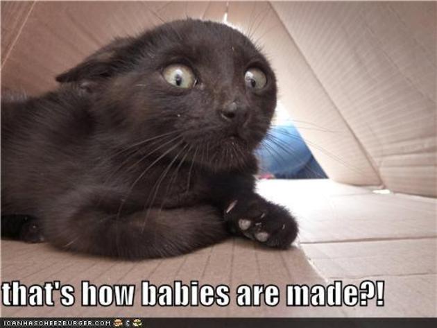 The face I make - Lolcats - lol, cat memes, funny cats