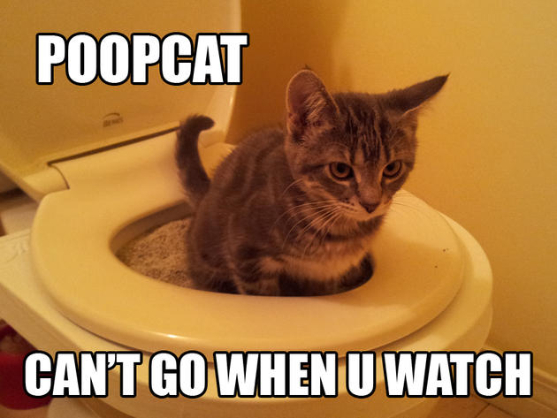 poopcat can't poo