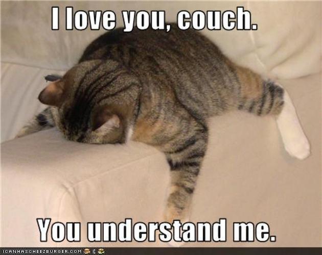 couch is this cats best friend