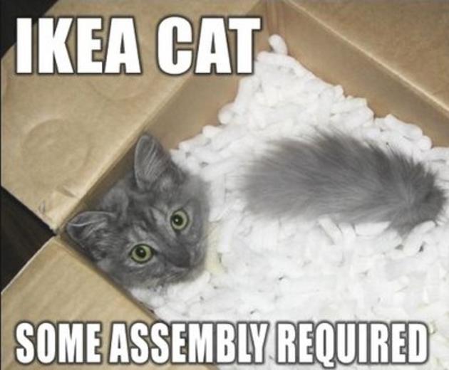 ikea cat